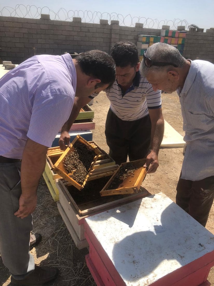 هۆكارێكی نادیار 85 سندوق مێشى له‌ گوندێكی گه‌رمیان له‌ناو بردووه‌