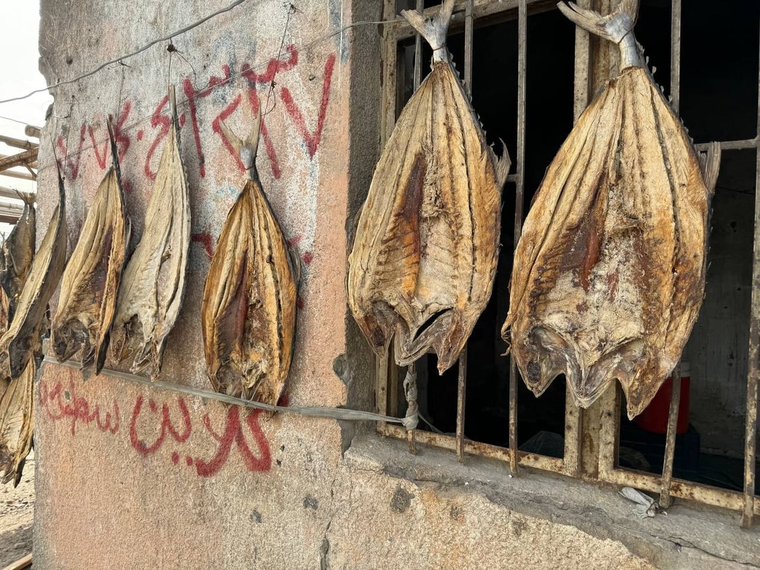 البصرة: مشاهد مدهشة تربك السفن والنساء.. بدأ تجفيف السمك و”عيد المسموطة”