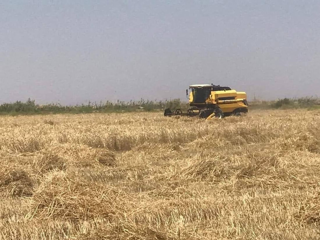 من الدبوني يبدأ حصاد الحنطة في واسط.. الزراعة “الهرفية” تنهي الموسم بنجاح (صور)