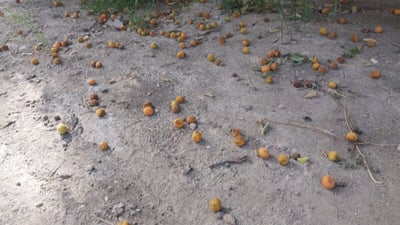 ذبابة أميركية تفتك بفواكه العراق.. الدولة تلوم مزارعي كربلاء (صور)