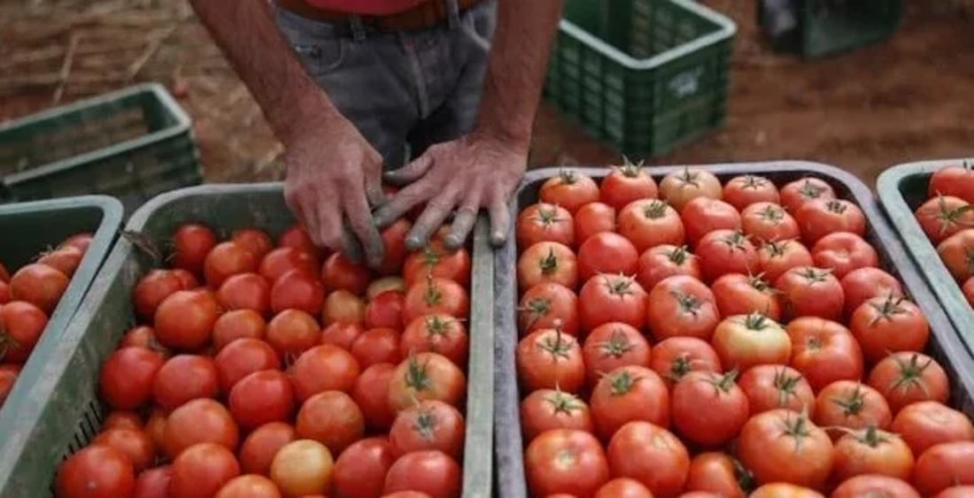 بعد العراق.. الطماطة تضرب في المغرب والحكومة توقف التصدير