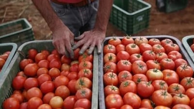 بعد العراق.. الطماطة تضرب في المغرب والحكومة توقف التصدير