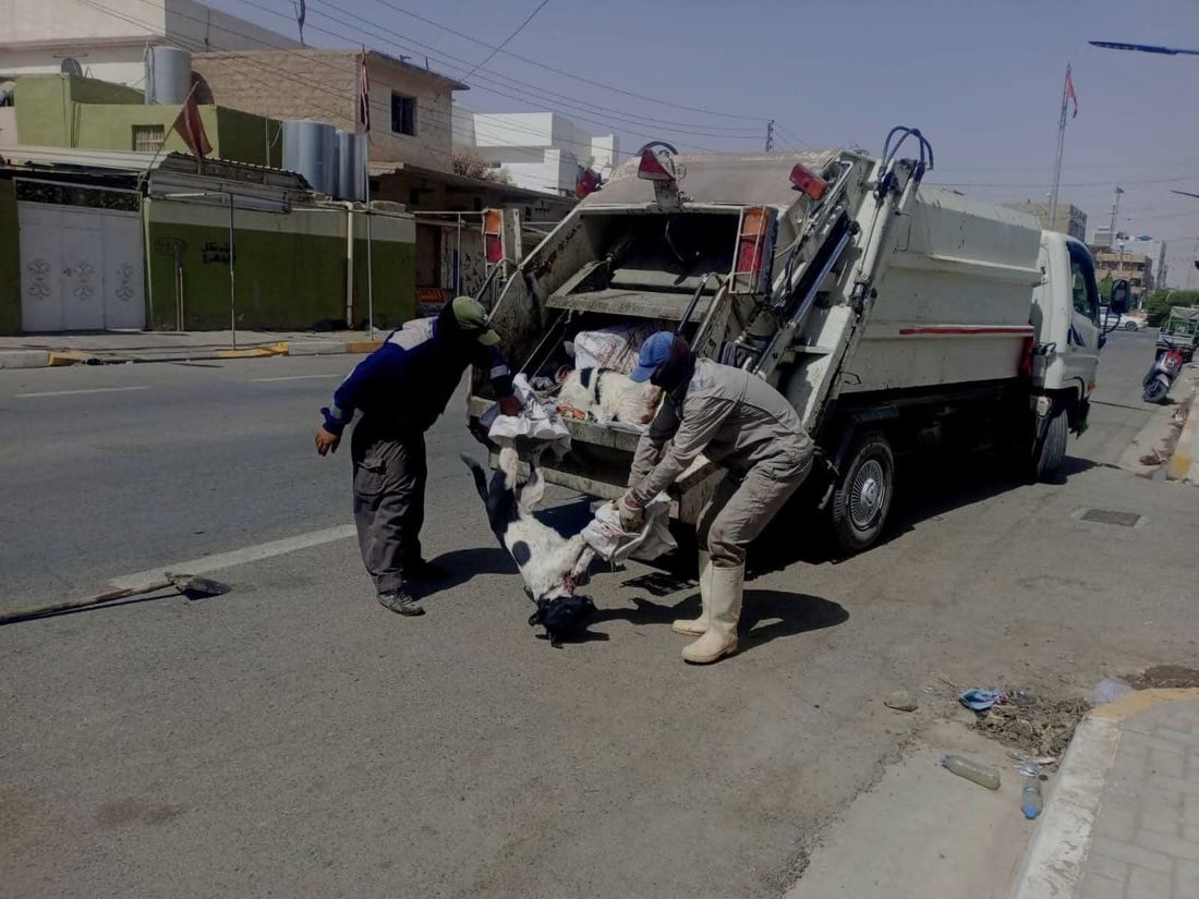 مامۆستایەکی ئاینی: نابێ بە پێدانی ژەهر سەگ لەناو ببرێ