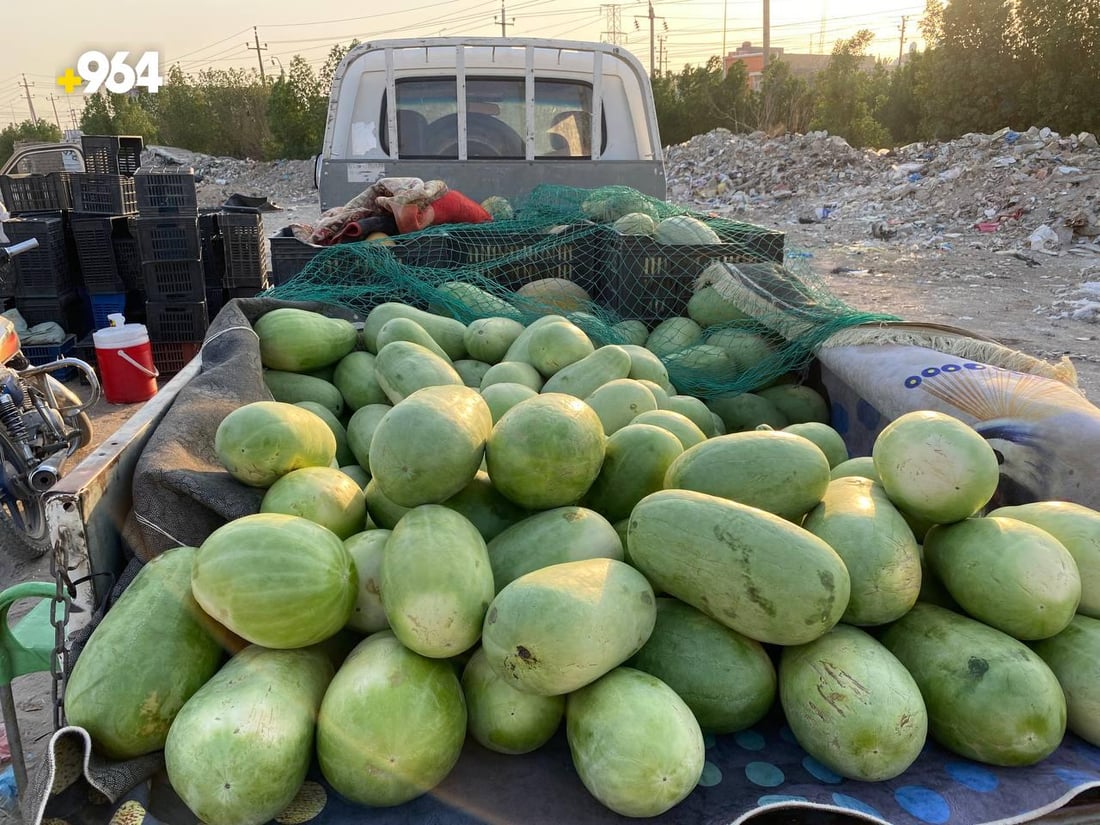 صور: القطفة الأولى من الرقي العراقي الهجين وصلت الناصرية والمذاق “عسل”