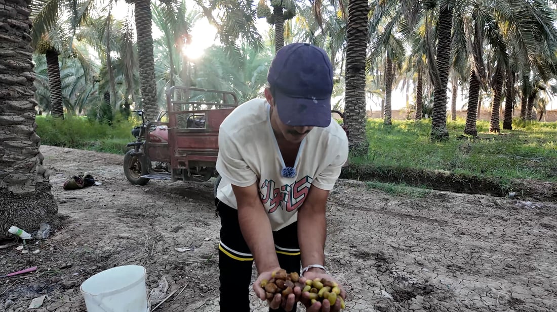 قلعة صالح بدأت جني الأرطاب حتى بنقص 