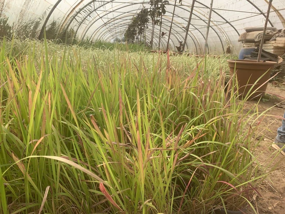 قد لا يعرفها كثير من أهل بغداد.. “العدوانية” البعيدة مصدر نباتات المطار النادرة