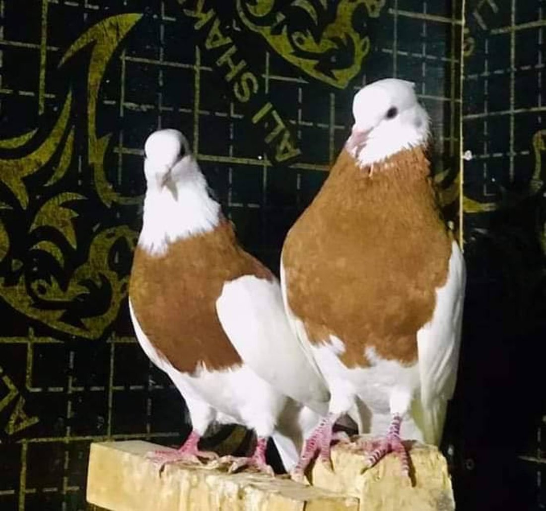 نحو الخلاص من لقب “المطيرجية”.. هواة كربلاء يؤسسون نادياً للحمام “المسجي” (صور)