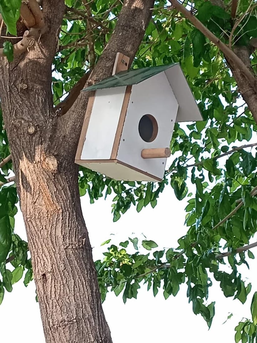 له‌ شه‌قڵاوه‌ هێلانه‌ى ده‌ستكرد بۆ باڵنده‌كان كێوییه‌كان دروست ده‌كرێت