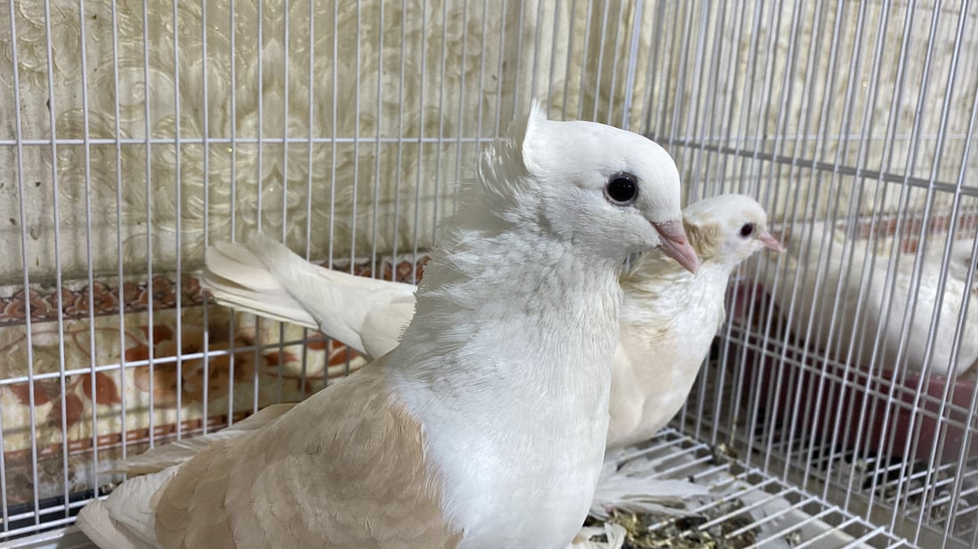 صور: الخبراء يعلمون الهواة أسرار “المطيرجية” في منتدى تراث الناصرية