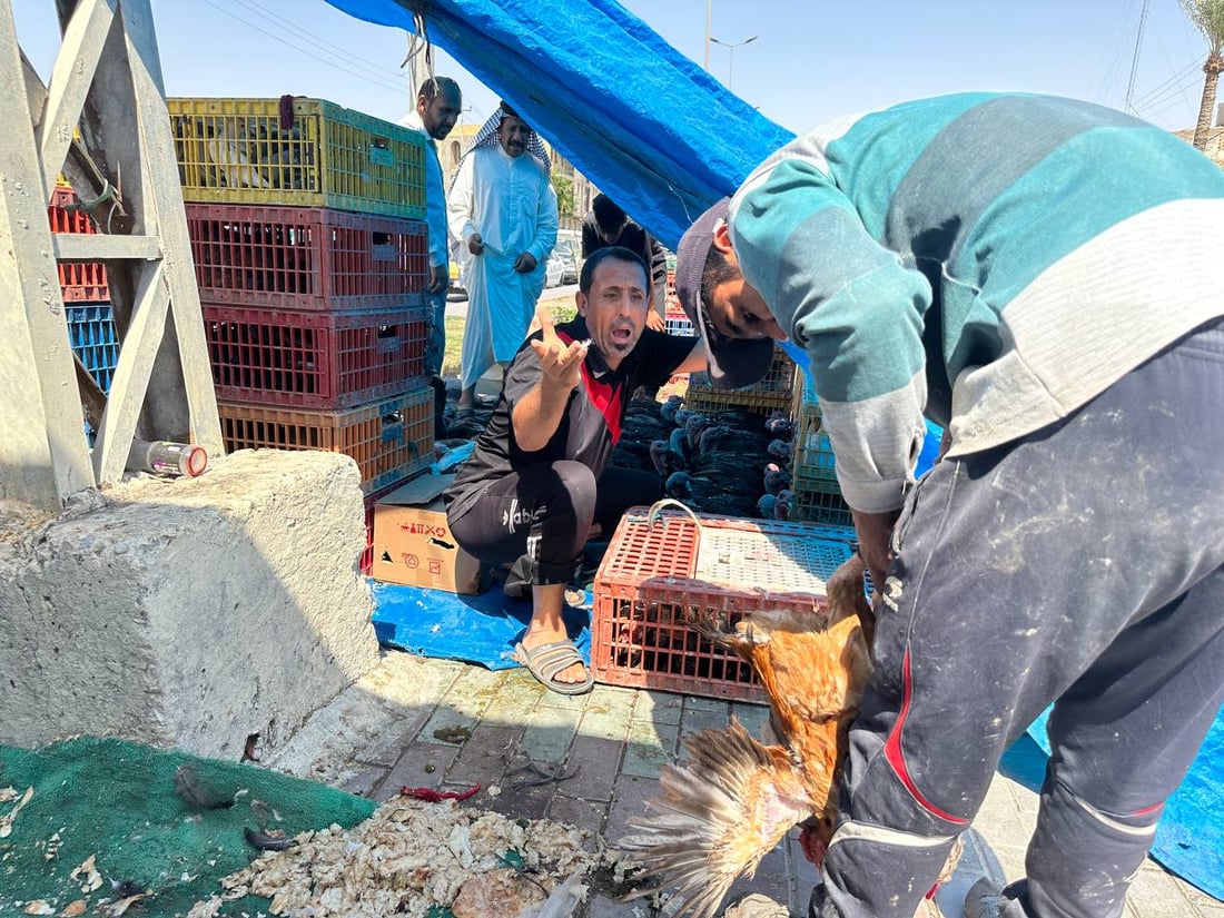 دجاج العرب ضد طيور الدواجن في الكوت.. “تحالف مؤقت” يوصل منتج الريف حتى البصرة