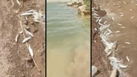 ماسیەکانی بەنداوی باوەشاسوار ژەھراوی کراون