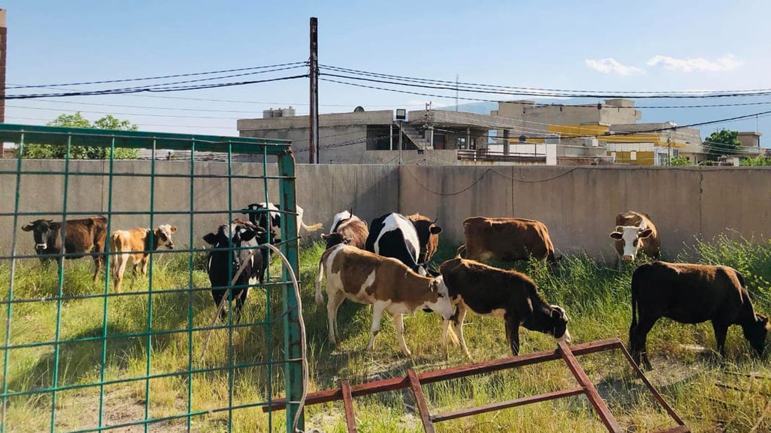 14 مانگا دەست بەسەر کران