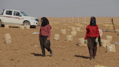 صور: فتيات وانة يشاركن في جني 100 ألف طن بطاطا.. “أورگانك” بلا “كيمياوي”