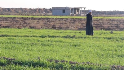 “هدية من السماء”.. الأمطار تنهي حيرة 200 ألف دونم زراعي