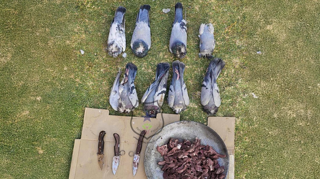 حەوت کەس لەسەر راوکردنى کۆترە شینکە دەستگیرکران