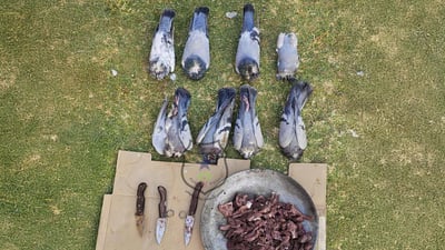 حەوت کەس لەسەر راوکردنى کۆترە شینکە دەستگیرکران