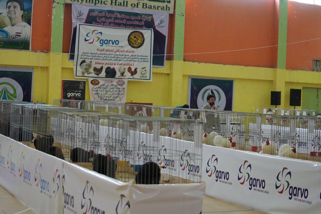 صور: دجاجة بصراوية وديك أربيلي أجمل طيرين في العراق.. مسابقة بإشراف تركي