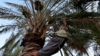 زهدي فوق الشجرة.. هيت محتارة ببيع التمور 