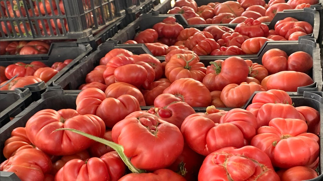 نرخی تەماتە سێ هێندە بەرزبووەتەوە