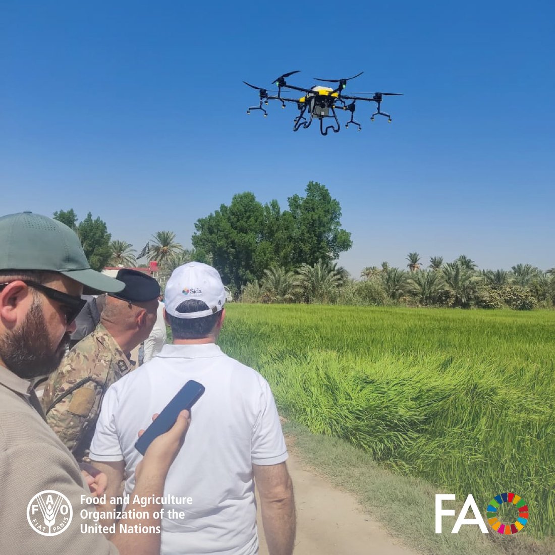 “درون” لرش السماد فوق حقول العنبر.. “فاو” تساعد فلاحي النجف على تقليل الكلفة