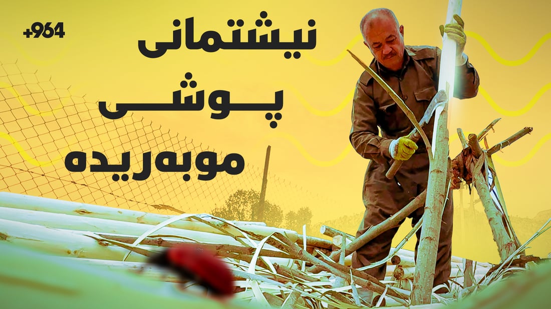 سپیندار؛ دارێکى بێ بێبەر کە هێندى زێڕ و نەوت خێرى هەیە