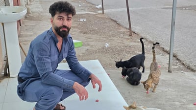لای قەسابێکی زەڕایەن بووە بە ماڵی پشیلەکان