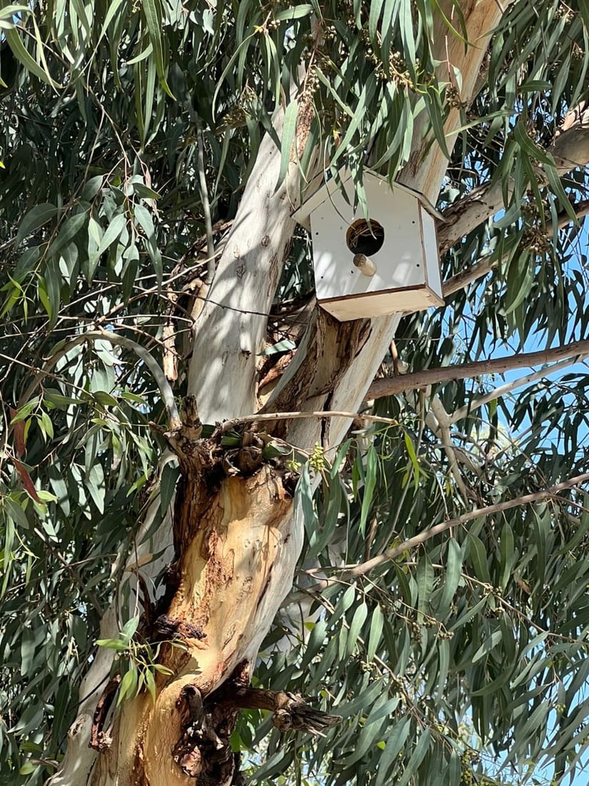 ئه‌و هێلانه‌ ده‌ستكردانه‌ى بۆ باڵنده‌كانى شه‌قڵاوه‌ دروستكرابوون ئاوه‌دان بوونه‌ته‌وه‌