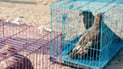 Endangered eagles seized at Baghdad market released in Anbar desert