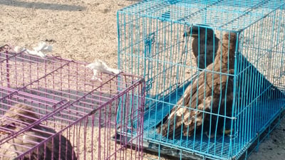 Endangered eagles seized at Baghdad market released in Anbar desert