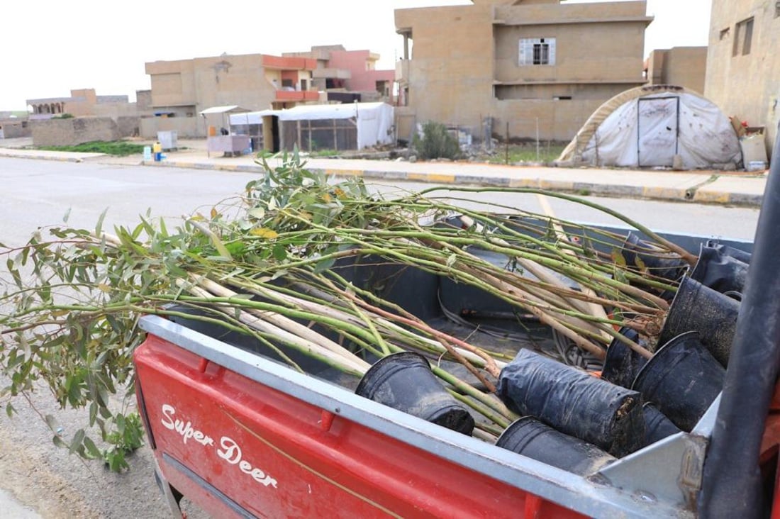 سنجار تزرع 200 شجرة أوكالبتوس.. من حي “روژهلات” إلى “تل القصب”