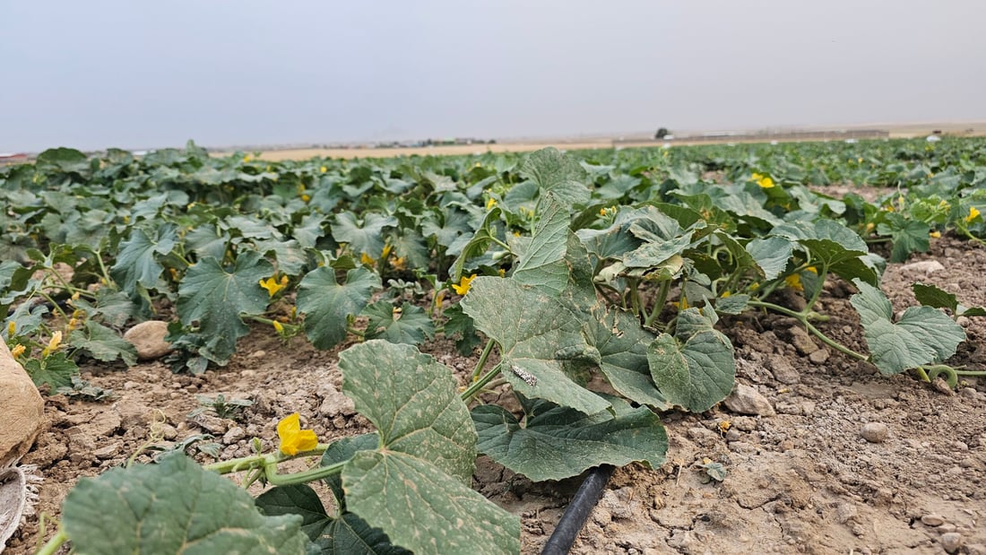 صور من سهول ومحصول “تعروزي” بعشيقة.. أطنان من قرية “عمر قابچي” إلى الأسواق