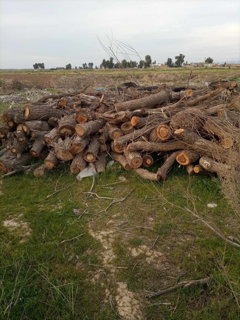 دوو کەس لەسەر بڕینەوەی دارەکانی ناوچەی داودە دەستگیر کران