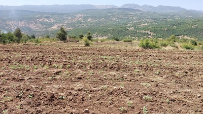 ساڵ بە ساڵ کونجییەکەی ئامێدی گەشتر و بەهادارتر دەبێ