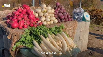 توری شارەزوور چنرایەوە و رەوانەی بازاڕەکانی هەرێم و عێراق دەکرێت