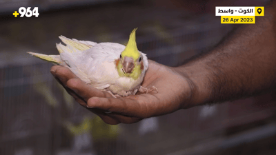 الغندور طير جديد يزيح الكناري من العراق.. والكوت تحكم بالمصري والأوربي (فيديو)