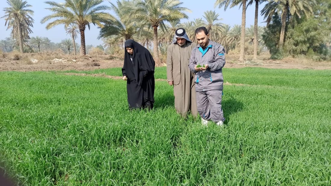 صور: مزارعو بابل يكافحون الأدغال على 5 مراحل.. السليجة والفجيلة والخباز