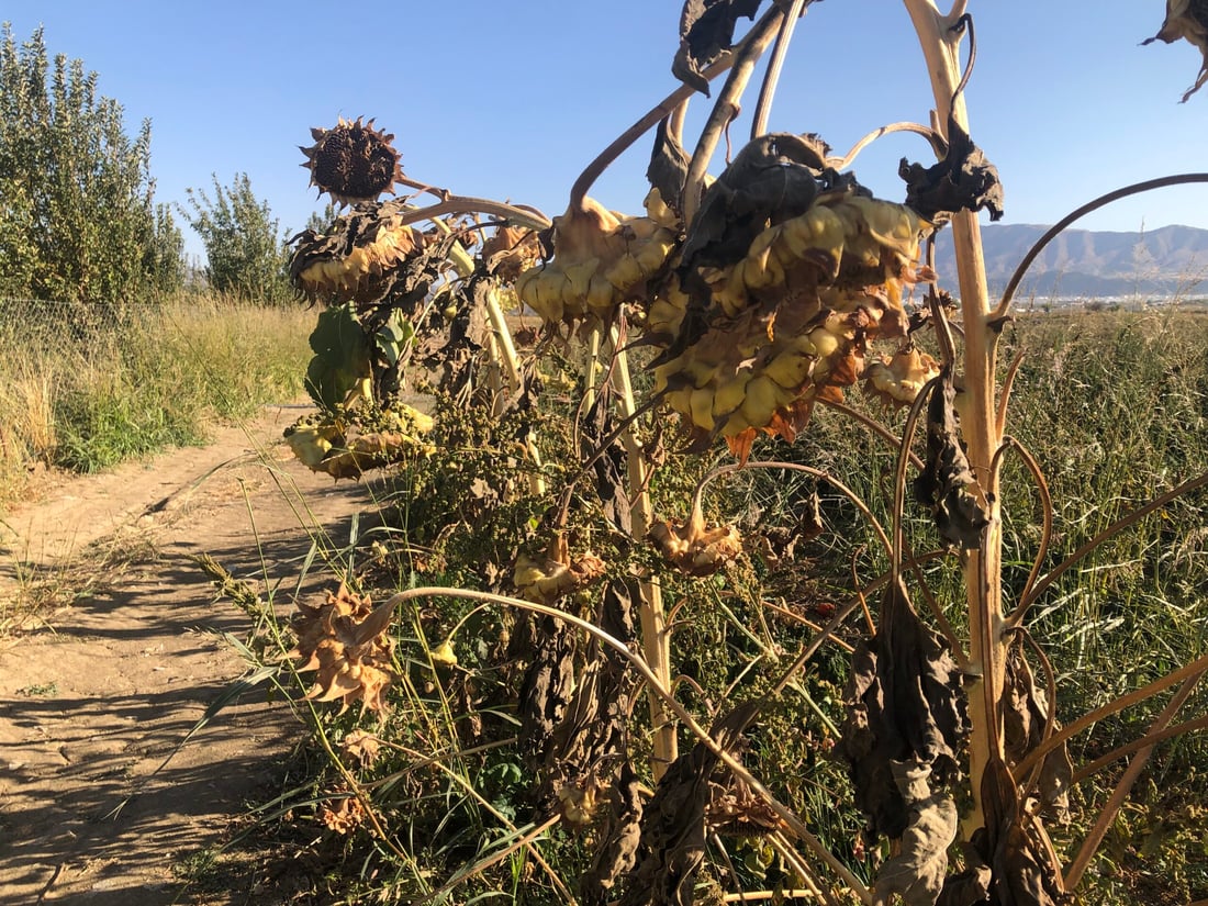 به‌رهه‌مى كشتوكاڵى شێواندووه‌ و گه‌رمكه‌ره‌وه‌شی به‌ هاوڵاتیان داناوه‌ته‌وه‌