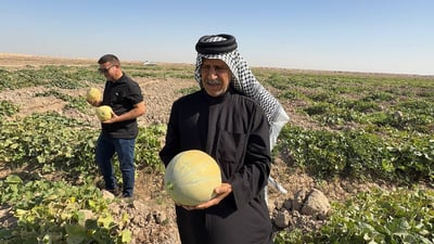 Basra farmer defies odds with record watermelon crop in saline soils