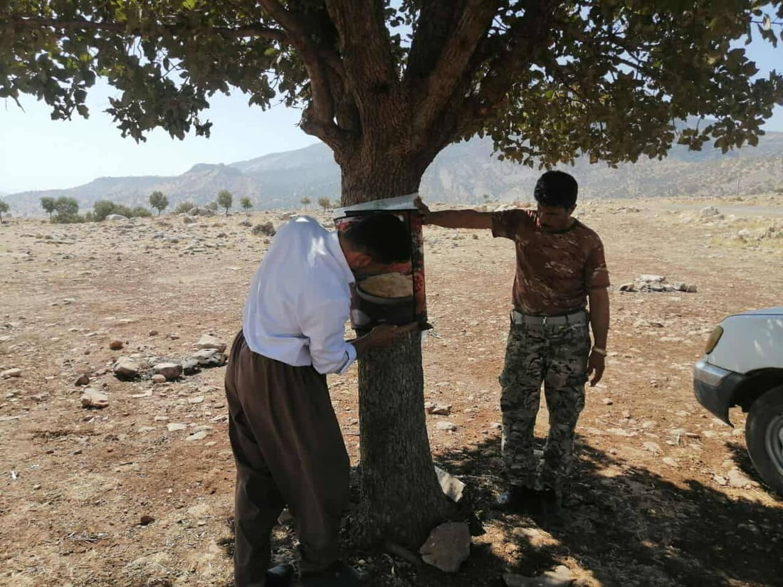 إنقاذ شجرة بلوط معمرة في السليمانية.. الجفاف أهلكها وتشقق جذعها