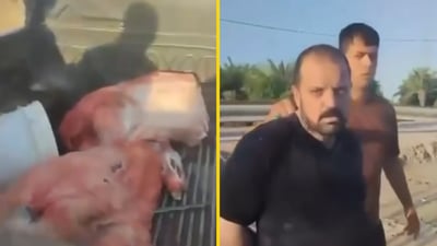 فيديو: ضبط قصاب يبيع لحم الخنازير البرية مفروماً للنجفيين