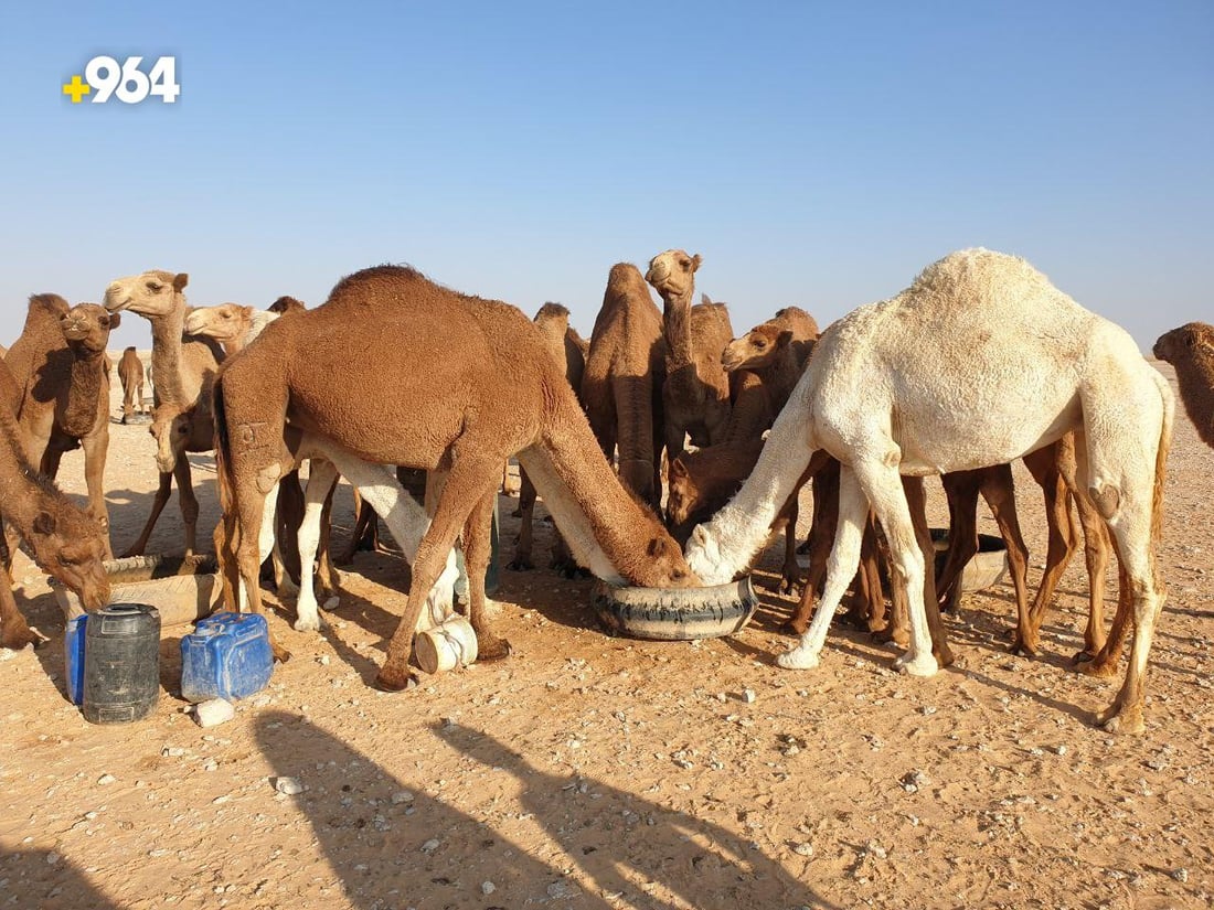 عرض الإبل مع الأغنام إهانة.. بدو المثنى يريدون مزاداً “للجودية” وسعرها 60 مليوناً