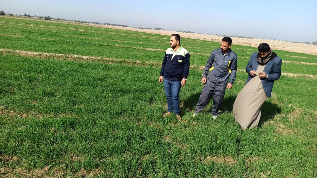 صور: مزارعو بابل يكافحون الأدغال على 5 مراحل.. السليجة والفجيلة والخباز