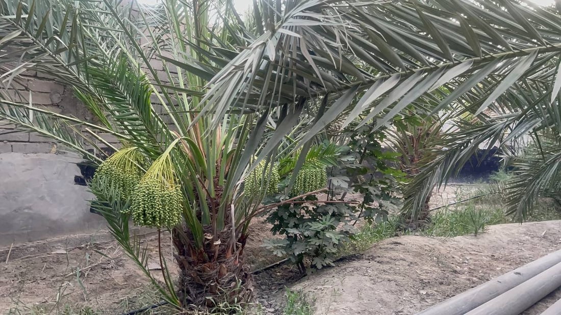 فيديو من بساتين البرحي.. البصرة تبدأ “دلاوة العذوق” والعراق ينتظر أشهى التمور