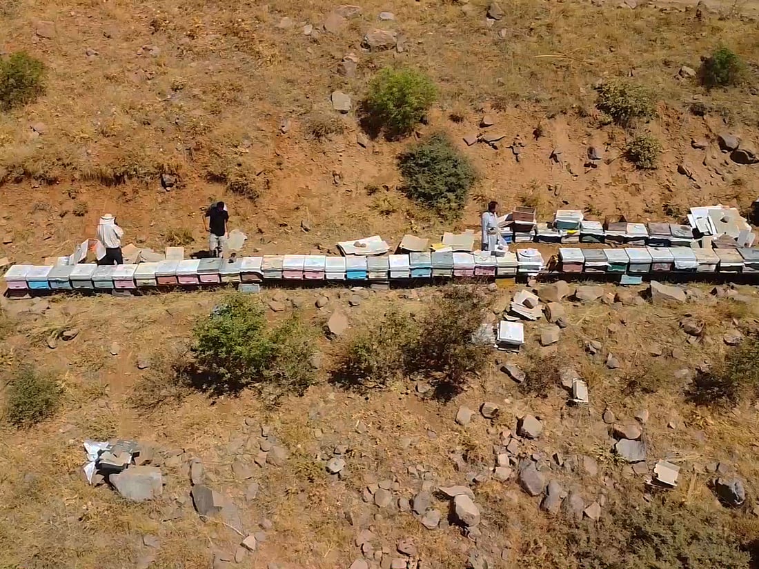 ئەمساڵ بەرهەمی هەنگوین لەپشدەر لە نیوە کەمتر بووەتەوە