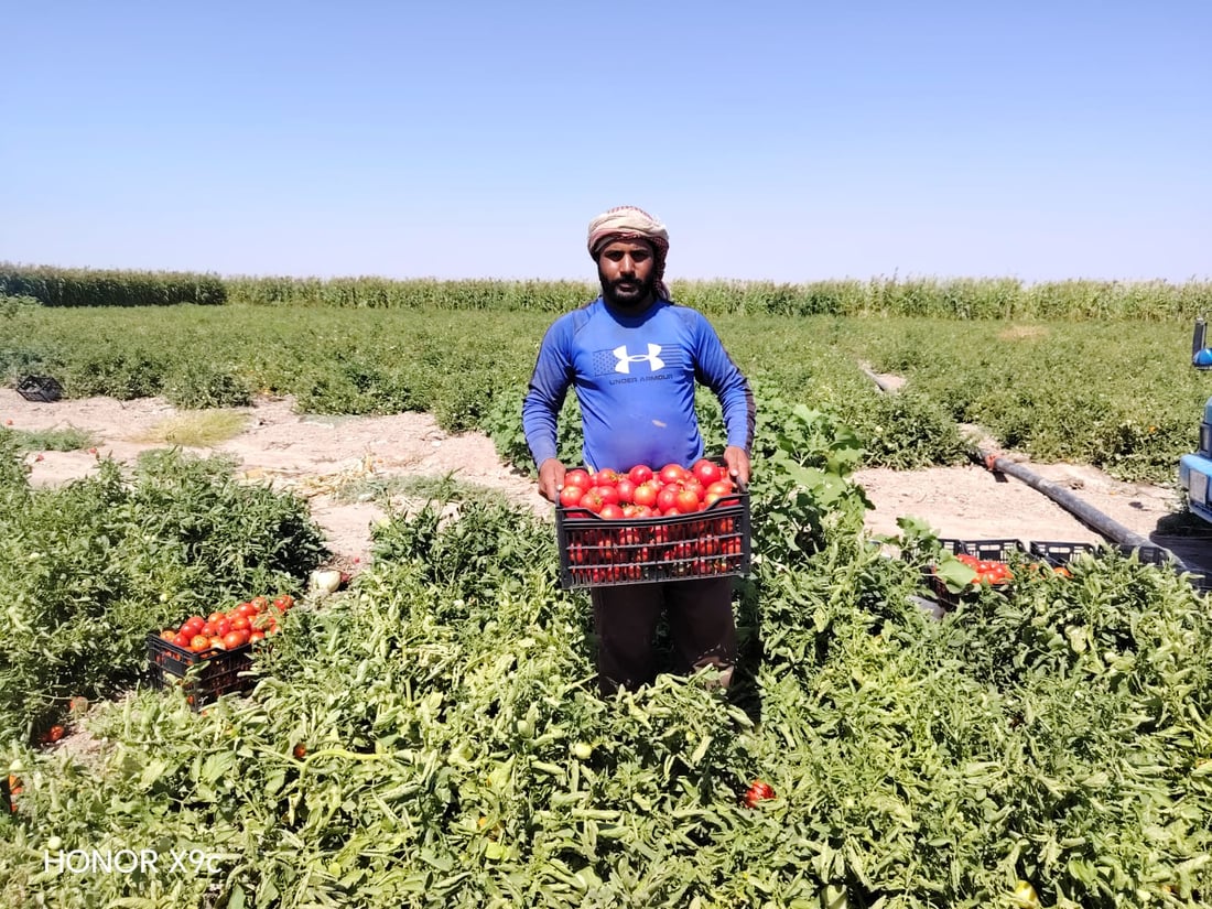 “طماطة نورة” تقفز من 4 آلاف إلى 22 ألفاً.. ربيعة تعوض خسائرها