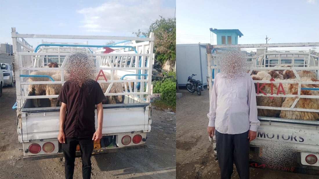 چوار ئۆتۆمبێل بە ئاژەڵی قاچاخەوە دەستیان بەسەرداگیرا