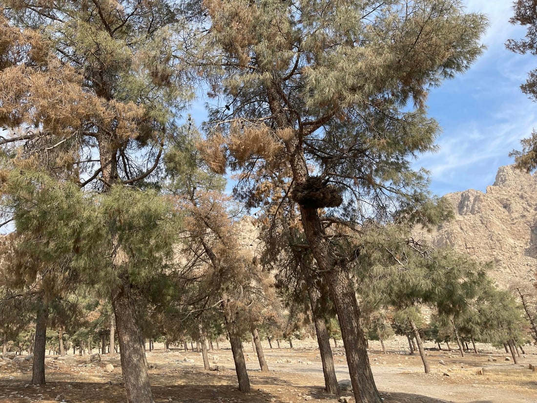 <?php echo get_the_title() ?>