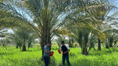 هيت تواجه حشرة الحميرة بمبيدات هندية ومصائد فرمونية (صور)