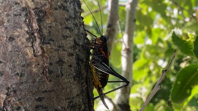 Native locust swarms damage crops in Balakayati and Bradost regions