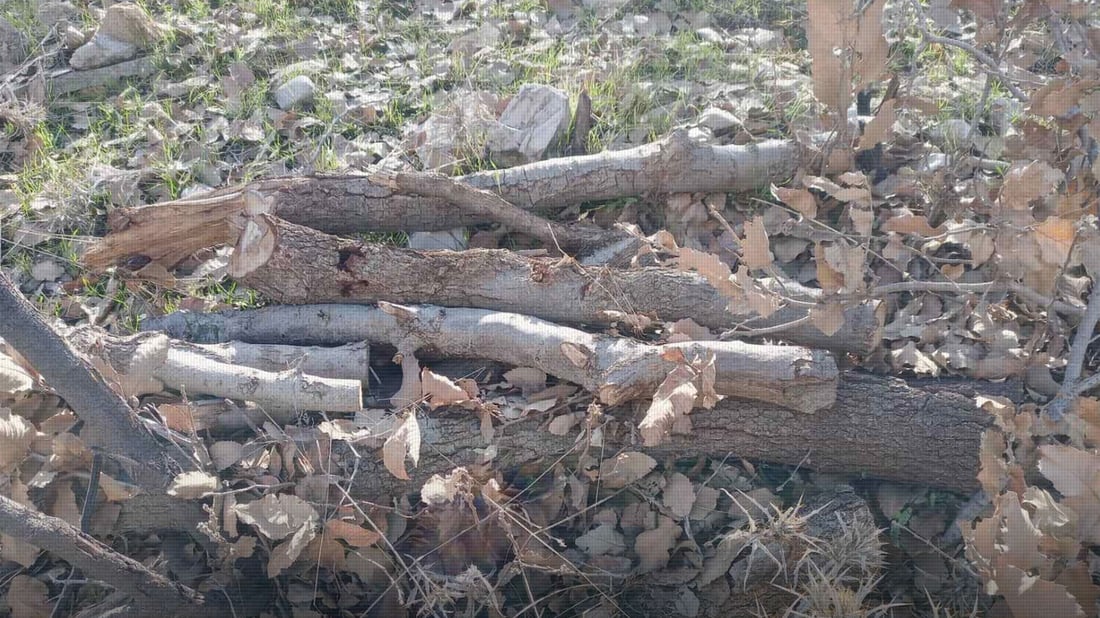 30 داربەڕووی تەمەن 25 ساڵی بڕییەوە و دەستگیر کرا